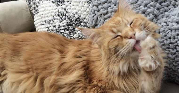 Descubre todas las curiosidades de estos gatos gigantes Foto: Shutterstock