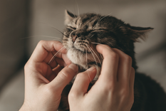 Descubre por qué los gatos ronronean Foto: Shutterstock