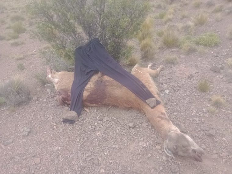 Uno de los ejemplares que mataron y pretendían llevarse los cazadores Foto: Ministerio de Seguridad de Mendoza