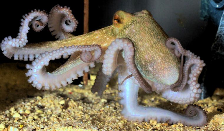 pulpo El pulpo, ya está probado, es un animal muy inteligente. Foto: Efe.