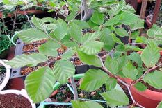 Ejemplares de los bonsáis el Haya (Fagus sylvatica o Fagus crenata). Foto: tribubonsai.com