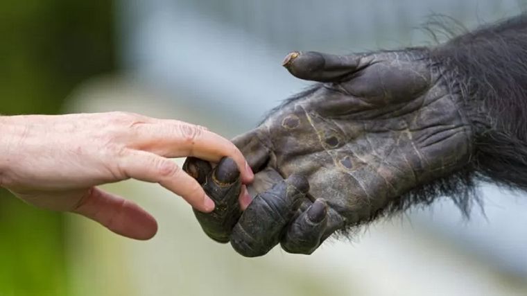 Una simple mirada basta para corroborar que los humanos, a diferencia de otros primates, casi no tienen vellos ni pelos que recubran sus cuerpos. Foto: GETTY IMAGES