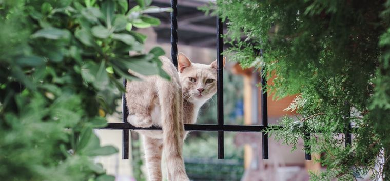 Sin dañarlos, aleja a estos intrusos del hogar Foto: Shutterstock
