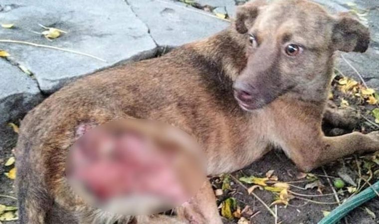 El perro sufrió las graves quemaduras, principalmente, en sus patas trasera