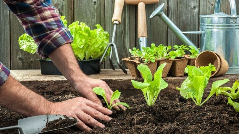 Acelga, espinaca, rúcula, lechuga de invierno, zanahoria, remolacha, cebolla, puerro, habas y arvejas son plantas ideales para sembrar durante mayo en Argentina. Acelga, espinaca, rúcula, lechuga de invierno, zanahoria, remolacha, cebolla, puerro, habas y arvejas son plantas ideales para sembrar durante mayo en Argentina.
