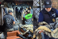 La mercadería secuestrada en la casa del detenido en Villa Crespo supera los 335 millones de pesos.