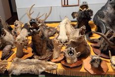 Durante un allanamiento realizado en una vivienda particular, efectivos de la Policía ambiental secuestraron un total de 35 cabezas de animales disecados. Foto: Policía de Córdoba