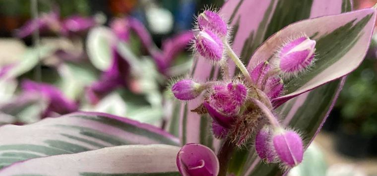 Foto: Facebook - El Colibrí - Plantas de Ornato