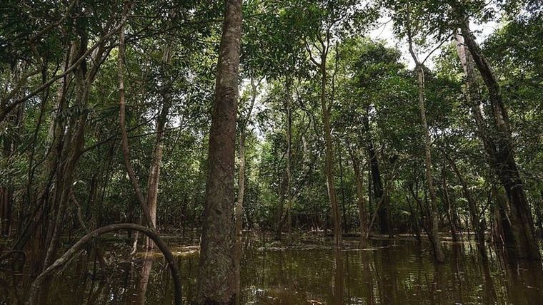 Los hermanos se perdieron en el Amazonas durante la temporada de lluvia, cuando desplazarse a través de la jungla es más difícil de lo habitual. Foto: GETTY IMAGES