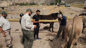 El Ministerio de Ambiente y el Ministerio Público Fiscal llevaron adelante un operativo en el Parque Aconcagua. Foto: Prensa Gobierno de Mendoza