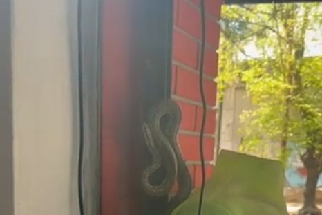 La serpiente en pleno centro de Mendoza La serpiente en pleno centro de Mendoza