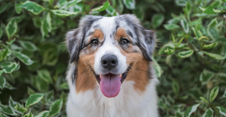 Esta es una gran señal de cariño de tu perro hacía tí Foto: Shutterstock