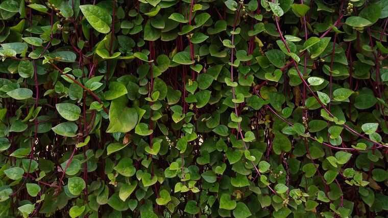 En cuanto al clima, no tolera bien el frío intenso. Es una planta tropical, así que si llega una helada fuerte, lo más probable es que no sobreviva.