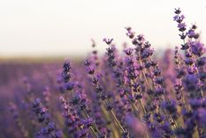 La lavanda es una de las plantas que no pueden faltar en el jardín. La lavanda es una de las plantas que no pueden faltar en el jardín.