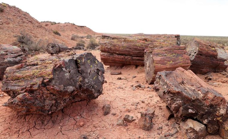 El bosque petrificado pasa a ser patrimonio cultural e histórico. Foto: Neuqueninforma.gob.ar