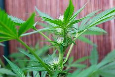 La Corte Suprema de Justicia de la Nación ratificó la vigencia de la despenalización del cultivo de cannabis con fines medicinales