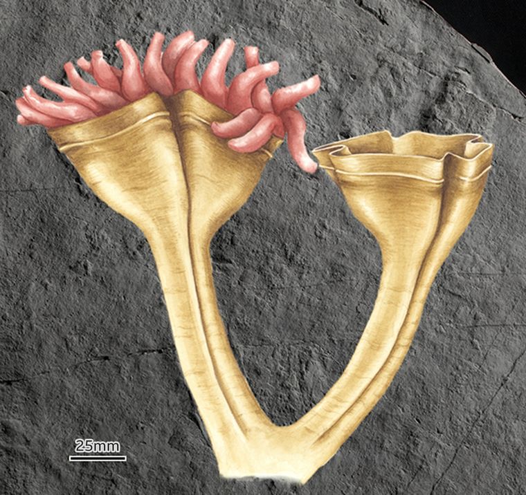 Así se veía la Auroralumina attenboroughii hace 560 millones de años. Foto: SIMON HARRIS/RHIAN KENDALL/BGS/UKRI