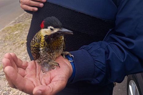 El ave rescatada se encuentra recuperándose en el Ecoparque. El ave rescatada se encuentra recuperándose en el Ecoparque.
