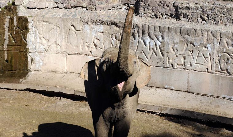 En el Ecoparque vivieron los elefantes Pocha, Guillermina, Tamy y Kenya. En el Ecoparque vivieron los elefantes Pocha, Guillermina, Tamy y Kenya.
