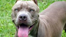 Una mujer de 27 años liberó dos perros pitbull con la intención de frenar un procedimiento policial en Córdoba. Foto: Efe.
