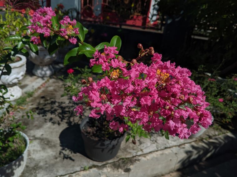 Brinda color y alegría a tus espacios con flores de colores. Foto: Shutterstock Brinda color y alegría a tus espacios con flores de colores. Foto: Shutterstock