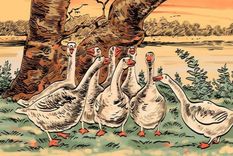 Acertijo visual, reto visual, zorro