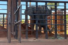 Comitiva de 13 personas en el traslado de la elefanta Kenya