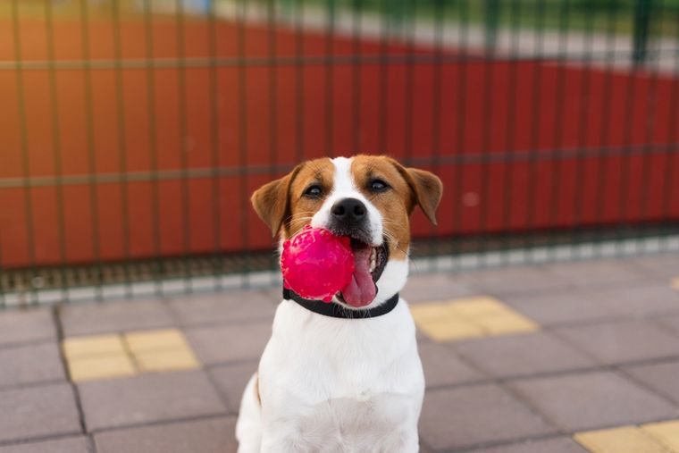 El perro canaliza la emoción para no saltar ni ladrar en exceso. Foto: Shutterstock