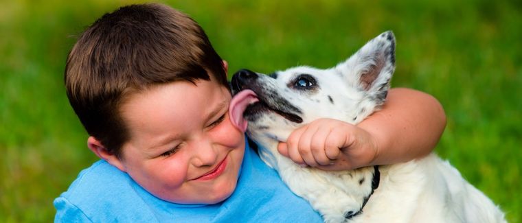 ¿por qué tu perro te lame?, perro, amor