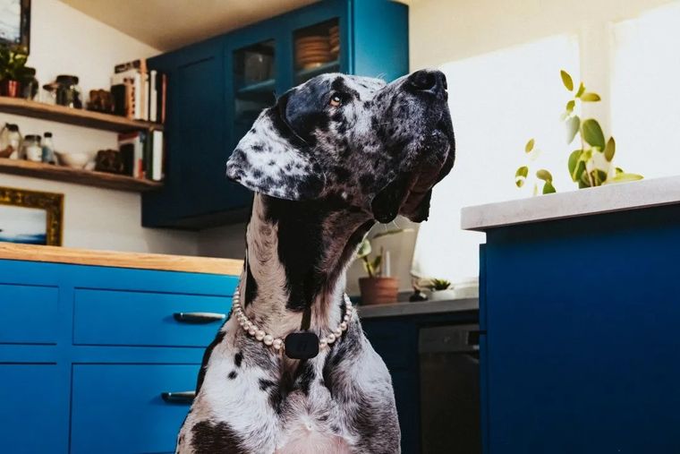 Este rastreador GPS ofrece hasta tres semanas de batería y carga mediante USB-C. Este rastreador GPS ofrece hasta tres semanas de batería y carga mediante USB-C.