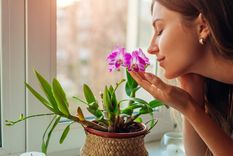 Te contamos cómo la jardinería se volvió tradición familiar que conecta generaciones Foto: Pixabay