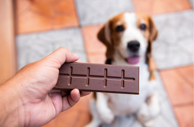 Chocolate Por qué es tóxico para los perros Foto: Shutterstock