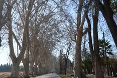 Es ley: los municipios serán responsables del arbolado público
