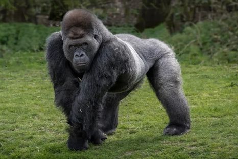 lo malo: gorilas y kukas. lo bueno: poder superar esos calificativos lo malo: gorilas y kukas. lo bueno: poder superar esos calificativos