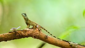 Estos pequeños reptiles significan mucho en algunas culturas. Foto: Fuente: Shutterstock