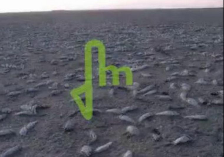 La imagen de Mediamza muestra la mortandad de peces.