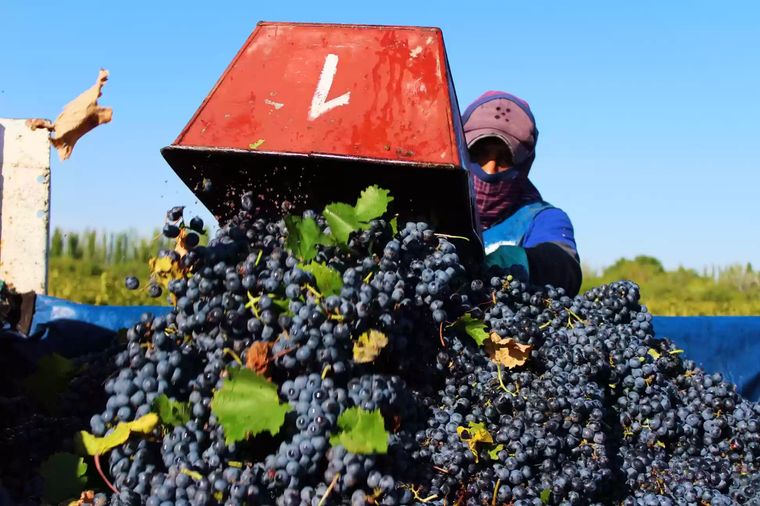 Foto: Asociación Viñateros de Mendoza.