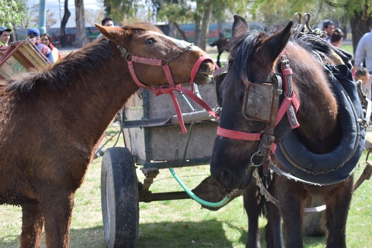 Caballos.JPG