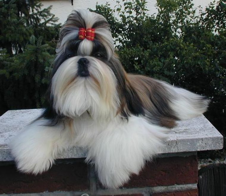 El Shih Tzu se adapta perfectamente a la vida en interiores gracias a su temperamento dulce. Foto: Archivo El Shih Tzu se adapta perfectamente a la vida en interiores gracias a su temperamento dulce. Foto: Archivo