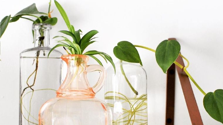 Estas tres plantas son ideales para crecer en agua. Foto: Archivo