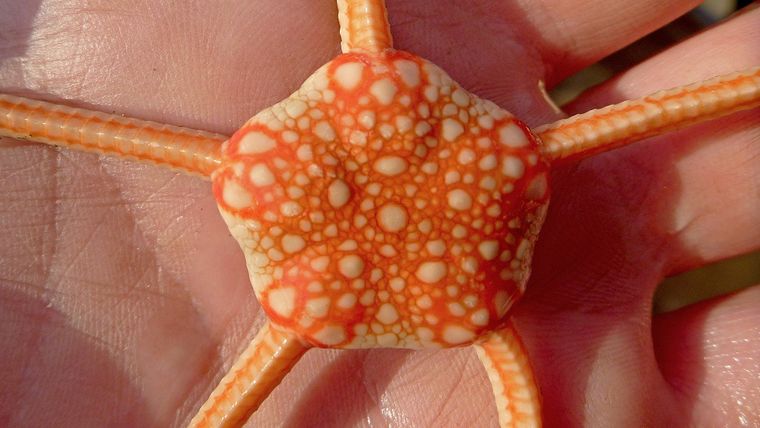 Un estudio internacional con participación argentina reveló linajes únicos en el océano profundo. Un estudio internacional con participación argentina reveló linajes únicos en el océano profundo.