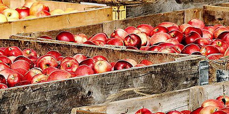 Curso de producción de frutas. Foto: Flickr