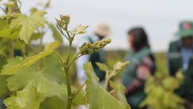 El cultivo de vinos blancos gana lugar en el país. 