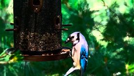 Cómo alimentar a un ave cuando hace frío. Foto: gentileza Alamy Cómo alimentar a un ave cuando hace frío. Foto: gentileza Alamy