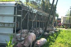 Los cerdos cayeron del camión y los vecinos comenzaron a matarlos para llevárselos Los cerdos cayeron del camión y los vecinos comenzaron a matarlos para llevárselos