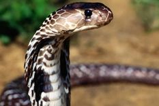 La cobra que mordió al niño era venenosa. Foto: Getty Images.
