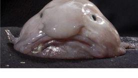 El pez borrón se convirtió por su aspecto en una referencia de internet, pero es un animal del que se desconocen muchas cosas. Foto: PHOTOSHOT