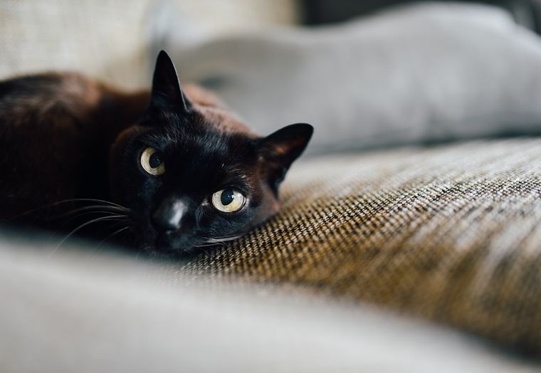 Sueños Conoce el significado de soñar con gatos Foto: Pexels