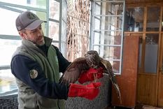 El ave apareció dentro de un colegio de Ciudad y no podía salir. Intervino Fauna y fue liberada en buen estado tras un operativo controlado.