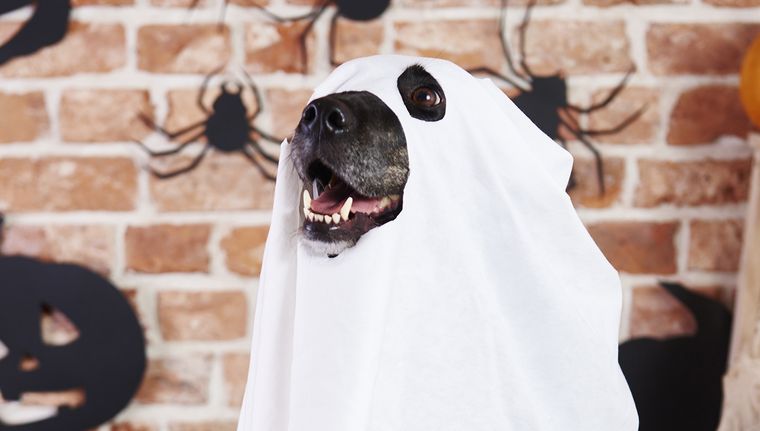 La moda de la vestimenta de nuestras mascotas llegó a Halloween y ahora se piensa en los disfraces que nuestros amiguitos van a usar y son muchas las opciones Foto: Freepik